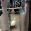 Photo: Duck Spotted Turnstile-Jumping In The Subway